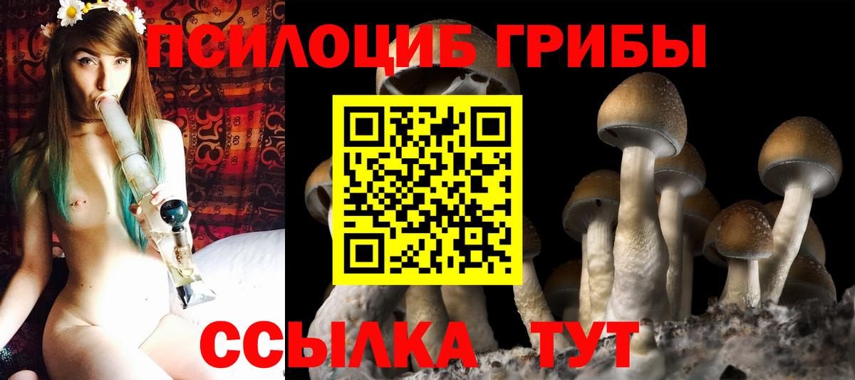 Псилоцибиновые грибы Psilocybine cubensis Иваново
